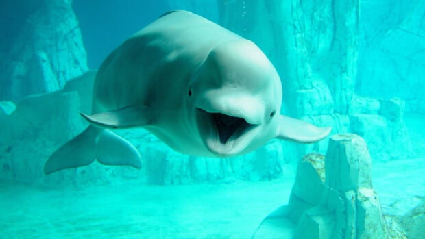A friendly beluga swimming underwater in a clear blue ocean environment