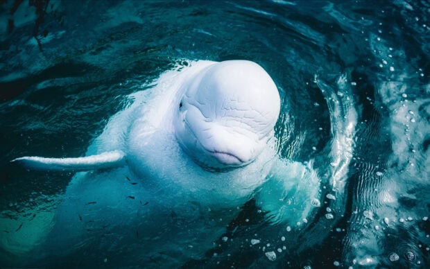 A close up of a beluga whale swimming in clear blue water