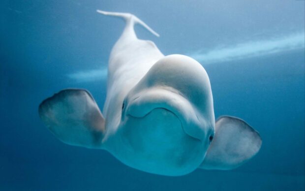 A close up view of a beluga whale swimming underwater in clear blue water