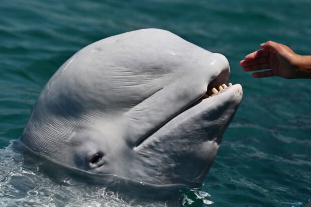 A friendly beluga whale swimming near the surface of the ocean with a human hand reaching out