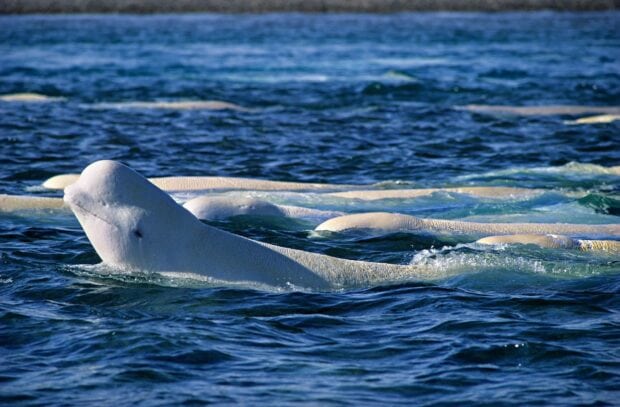 A group of beluga whales swimming peacefully in the blue ocean water
