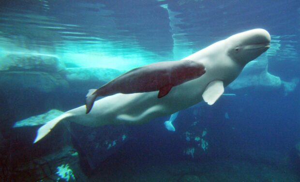 A mother beluga whale swimming underwater with her calf in the ocean environment