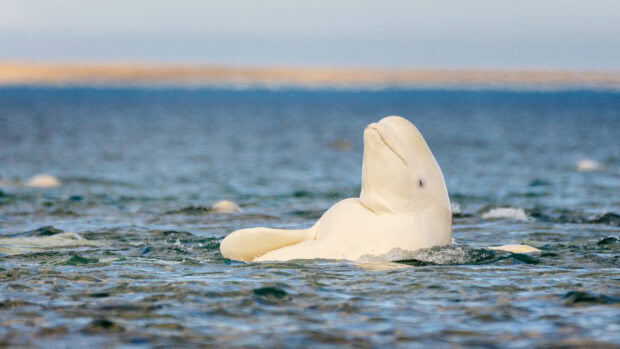 Beluga whale floating calmly on the ocean surface during sunset