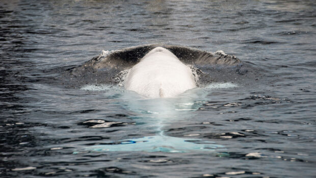 Beluga whale swimming calmly in the ocean with water splashing around its body