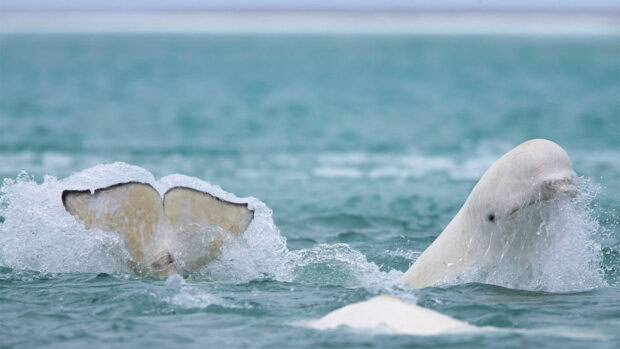 Beluga whale swimming in the ocean with its tail above the water surface