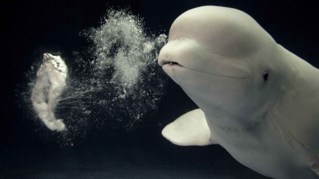 Beluga whale swimming underwater releasing bubbles in dark ocean environment