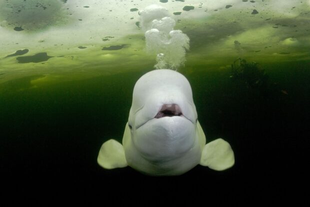 Beluga whale swimming underwater releasing bubbles near ice layer