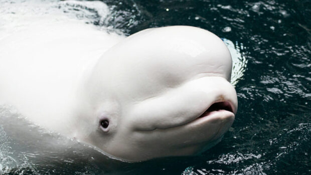 Close up of a beluga whale swimming in dark water