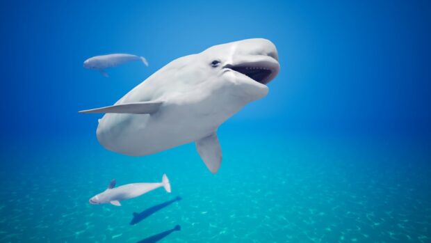 A group of beluga whales swimming gracefully in clear blue ocean water
