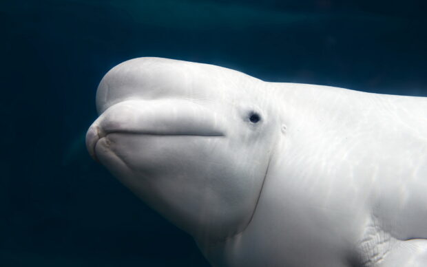 Close up of a beluga whale swimming underwater in clear blue ocean
