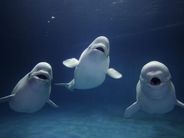 Three beluga whales swimming underwater in deep blue ocean