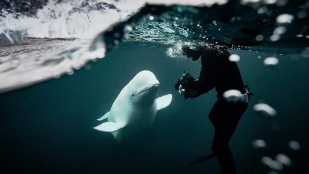A beluga swimming underwater next to a diver holding a camera