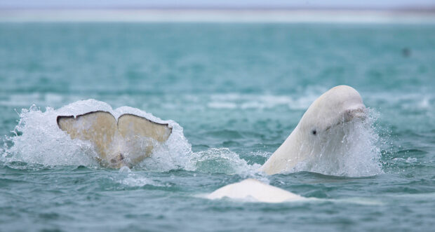 A beluga whale swimming and splashing water in the ocean with its tail visible above the surface