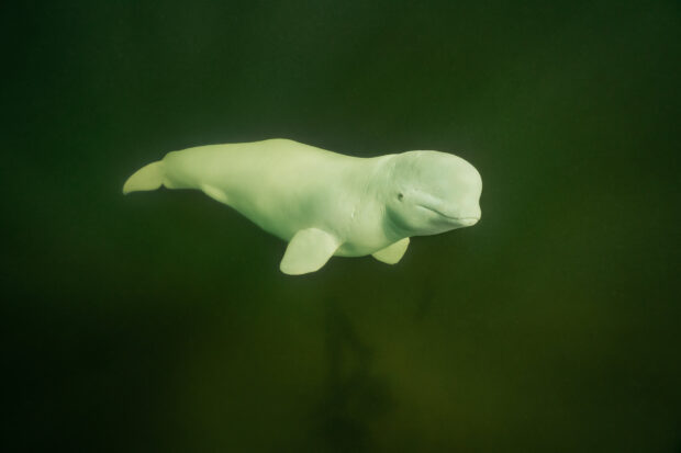 A beluga whale swimming calmly underwater in a green ocean environment