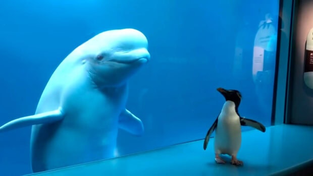 A beluga whale swimming near a penguin in an aquarium tank with blue water background