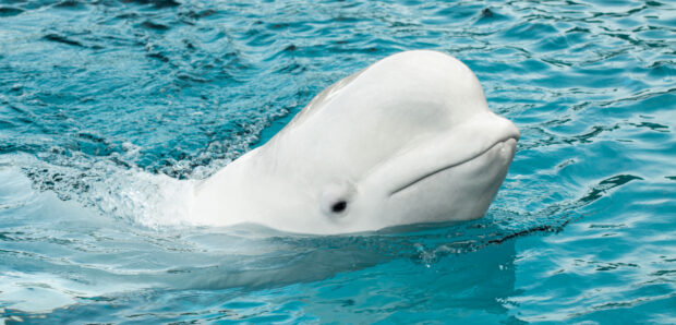 A beluga whale swimming close to the surface in clear blue water