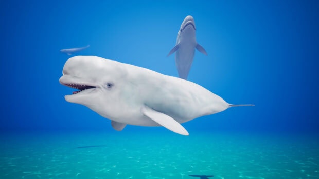A beluga whale swimming peacefully in clear blue ocean water with sunlight reflecting on the sea floor