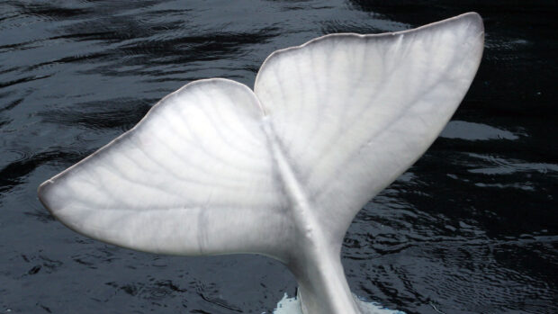 A close up of a beluga whale tail above dark water in high definition
