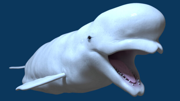 A close up of a beluga whale with its mouth open swimming in deep blue water