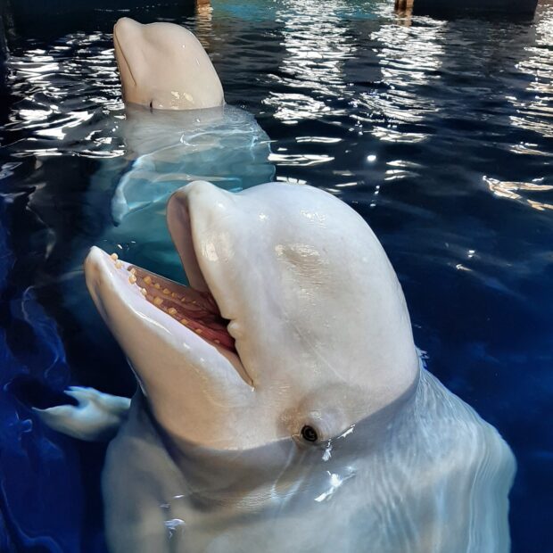 Two curious beluga whales swimming close to the water surface in a dark pool