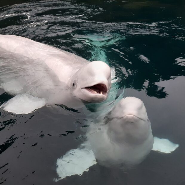 Two beluga whales swimming close together in clear water