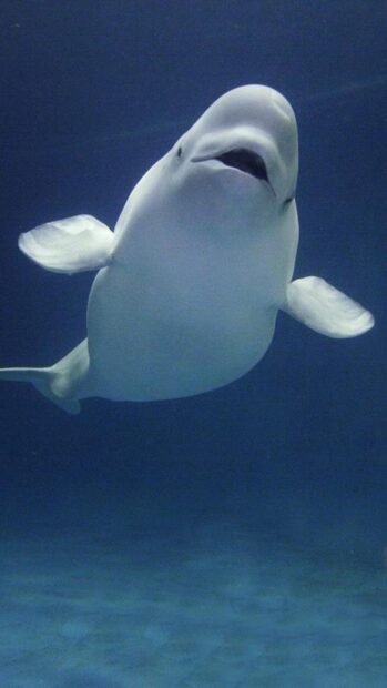 A playful beluga whale swimming underwater in clear blue ocean water