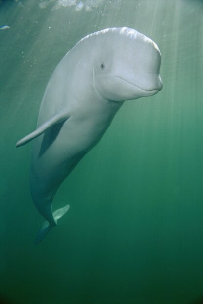A beluga whale swimming calmly underwater in clear green water