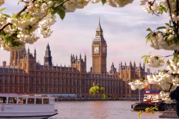 Big Ben clock tower framed by white blossoms along the River Thames in spring