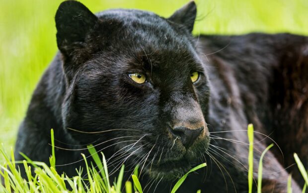 Close up of black panther animal resting on green grass with focused eyes