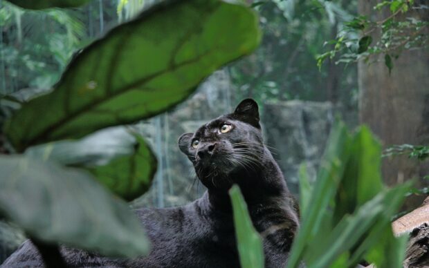 A black panther animal quietly observing its surroundings in a lush green forest environment