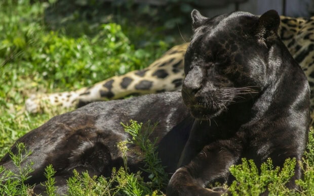 A black panther resting on grass with another spotted panther in the background