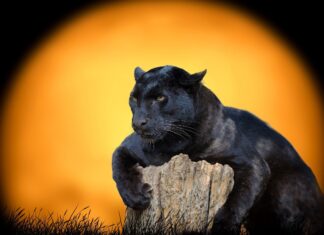 Black panther resting on a rock with an intense gaze against a glowing orange background