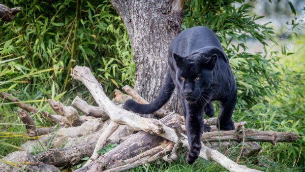 A black panther walking over fallen branches in a green forest environment