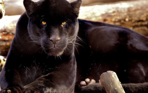A close up of a black panther animal resting on the ground with intense yellow eyes staring forward