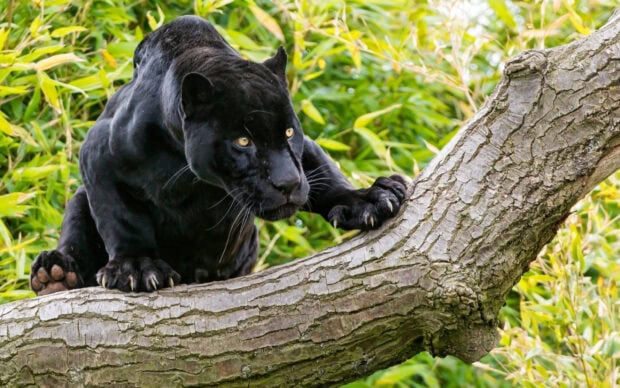 Black panther resting on a tree branch surrounded by green foliage in its natural habitat