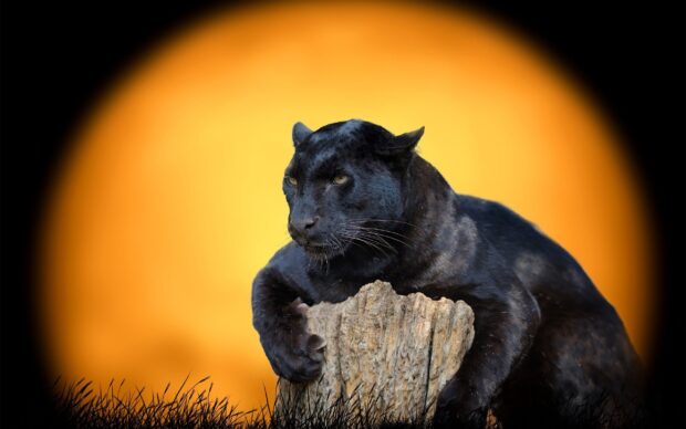Black panther resting on a rock with an intense gaze against a glowing orange background