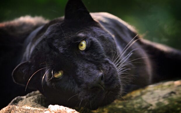 Close up of black panther animal resting its head on a rock in nature