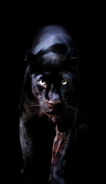 Close up of black panther animal stalking in the dark forest