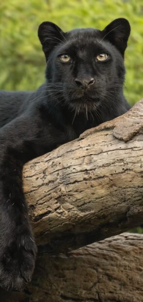 A close up of a black panther resting on a tree branch with a green blurred background