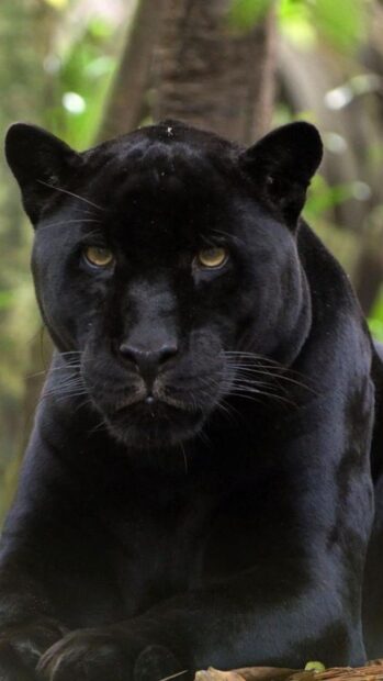 A black panther animal resting with intense eyes in a natural forest environment