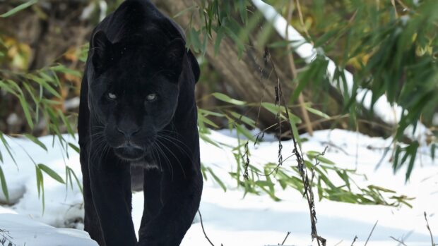 Black panther animal walking through snow in a forest with green leaves around