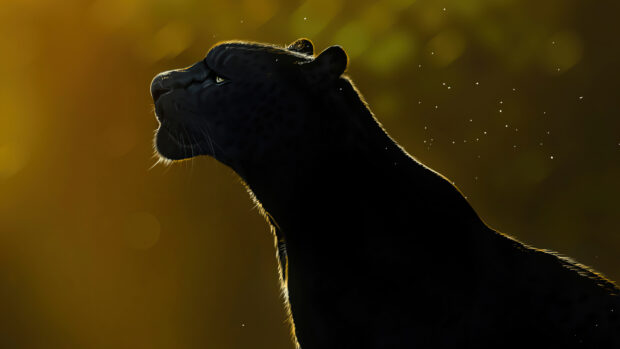 Black panther animal peacefully gazing with golden light in the background