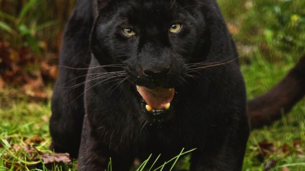 Black panther animal showing its teeth on the grass in the wild