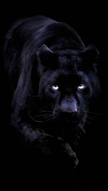 Black panther animal walking fiercely in the dark with intense eyes visible