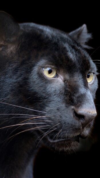 Close up of black panther animal with intense yellow eyes in 4K quality