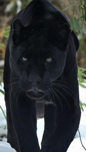 Close up of black panther animal walking in the snow surrounded by green leaves