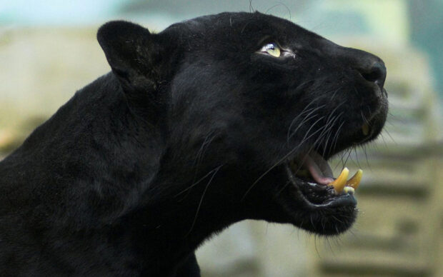 Close up of black panther showing sharp teeth in high definition quality