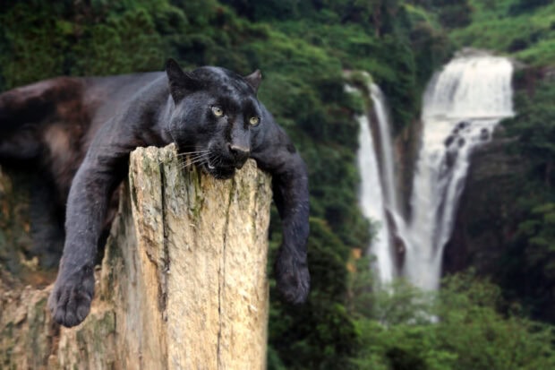 A black panther resting on a tree stump in a lush forest near a waterfall
