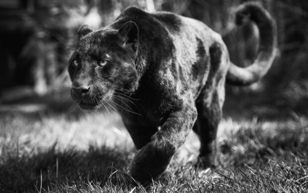 A black panther stalking through the grass in a natural wildlife setting