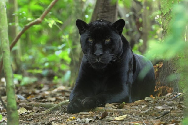 Black Panther animal resting calmly in the green forest environment